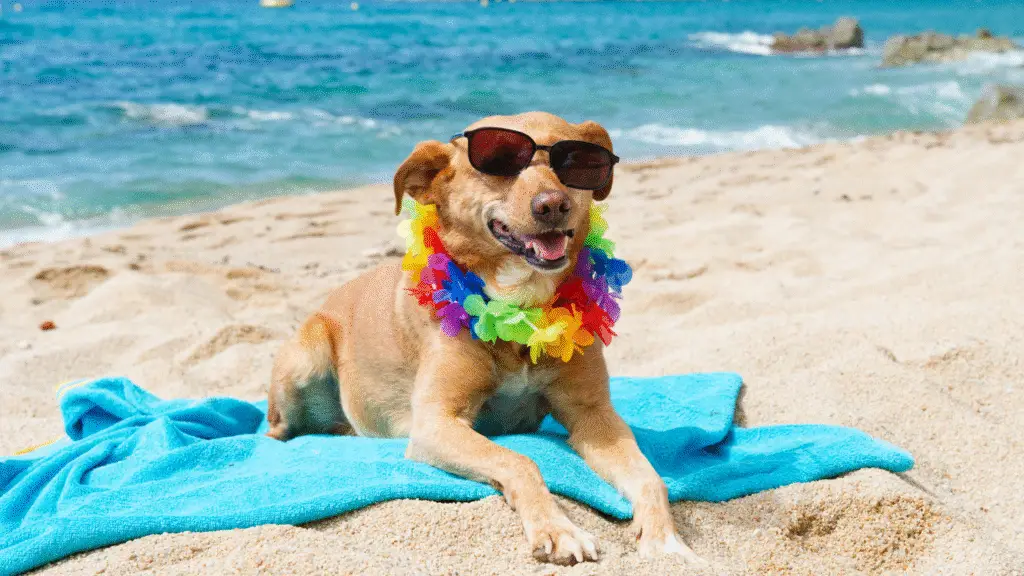  Vacation Rental vs. Hotel: Why Booking a Beach Home Is Better in Florida