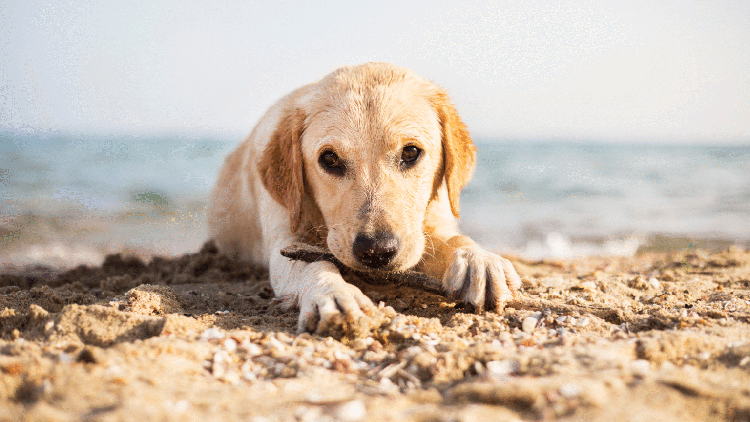 Dog Beach Days & Cozy Nights: How to Travel with Your Pup This Fall