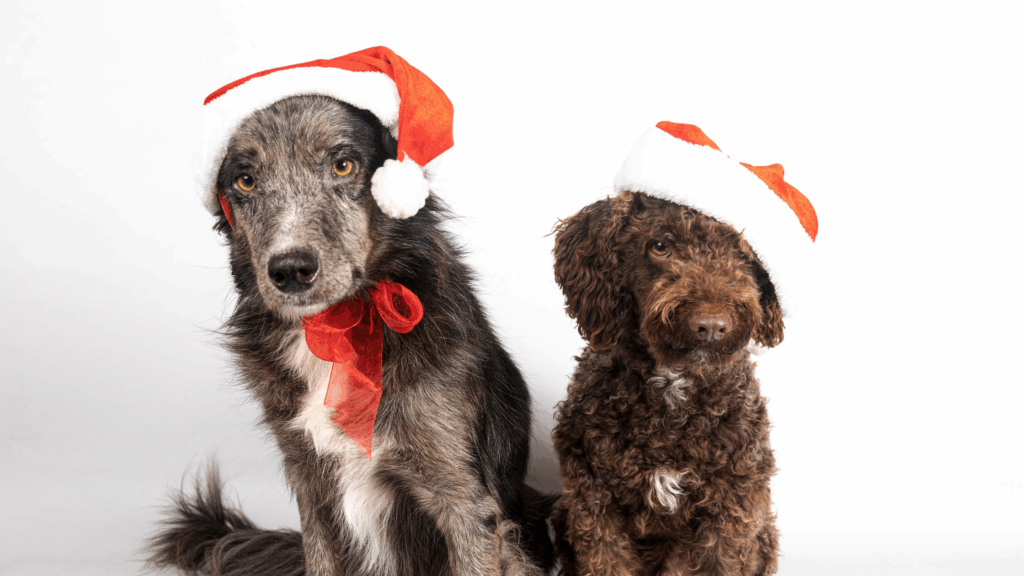 Amazing Guide: A Dog’s Thrilling Daytona Beach Holiday50